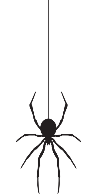 spider-640x480-7486677.png