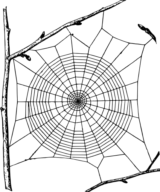 spider-spider-web-640x480-90188201.png