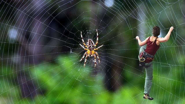 spider-spider-web-640x480-95353203.jpeg