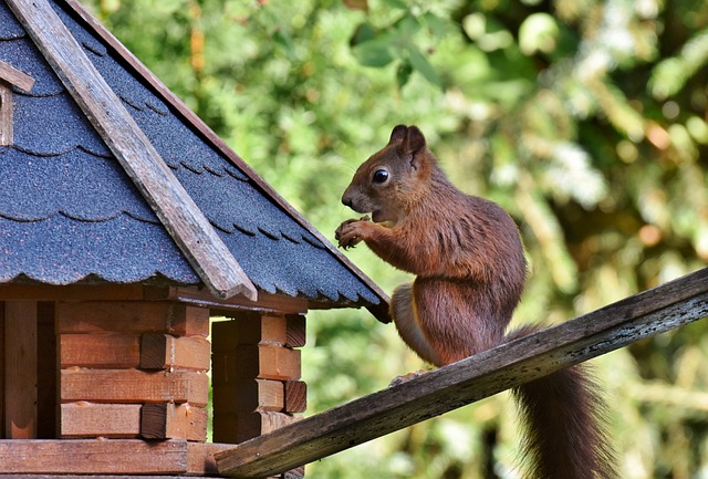 squirrels-640x480-36707700.jpeg
