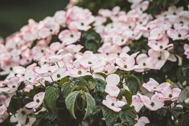 tree, shrub