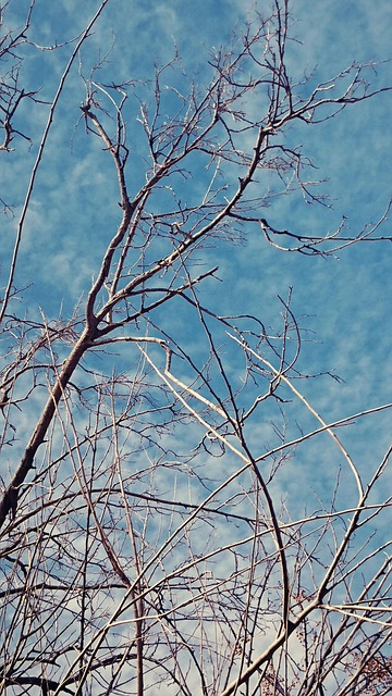 tree, shrub