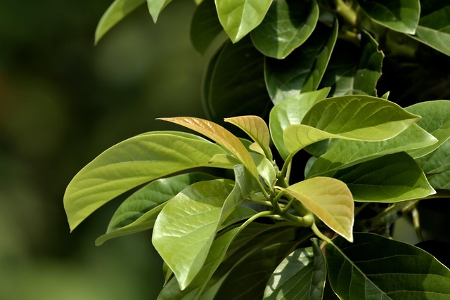 tree, shrub