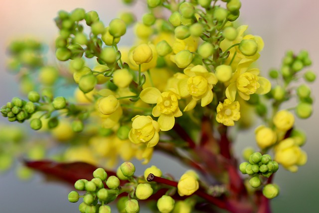 tree, shrub