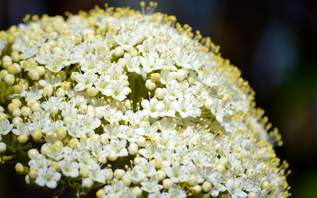 tree, shrub