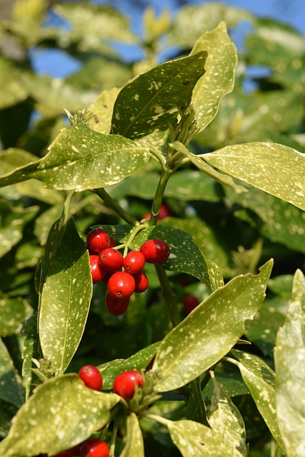 tree, shrub