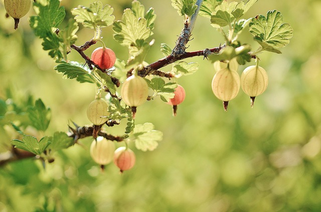tree, shrub