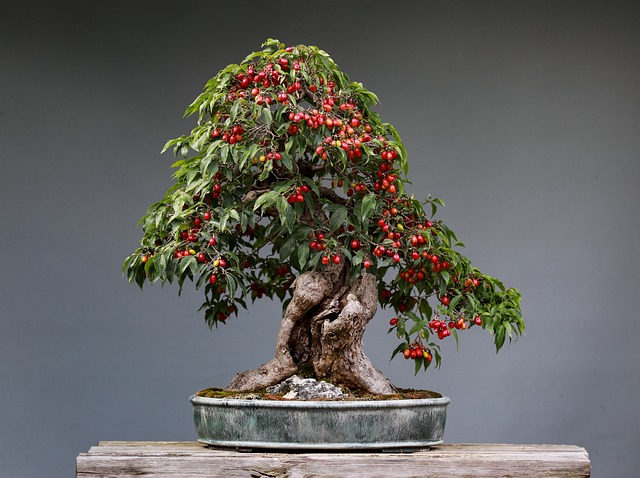 tree, shrub