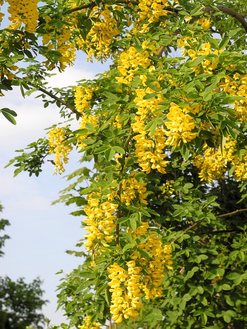 tree, shrub