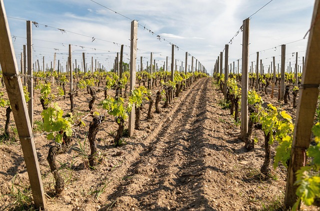 trellise-640x480-18451782.jpeg