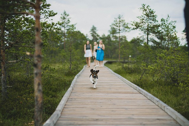 walkway, pathway