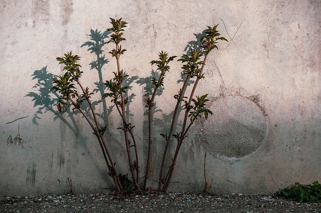 wall-640x480-28427038.jpeg