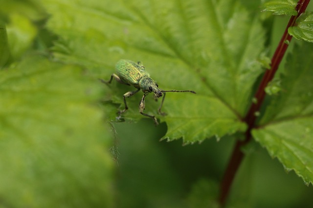 weevils-weevil-640x480-50916595.jpeg