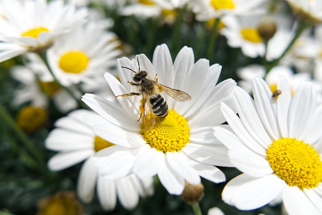 Expert Wood Pest Control: Eco-Friendly Solutions for Residential and Commercial Spaces