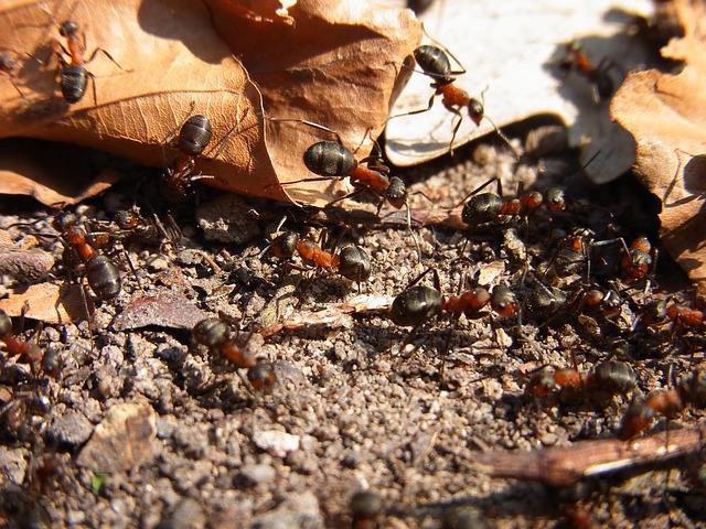 Targeted Solutions for Ant Infestations: Eco-Friendly to Professional Control