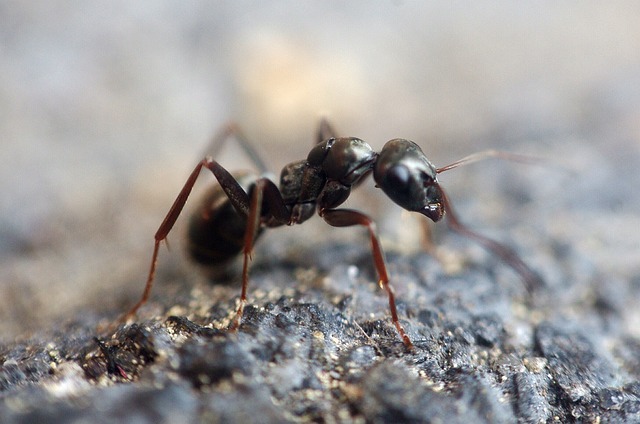 ant-640x480-29988364.jpeg
