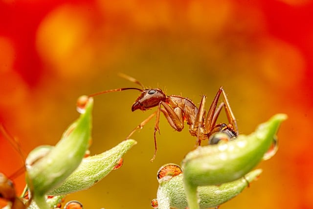 ant-640x480-43406578.jpeg