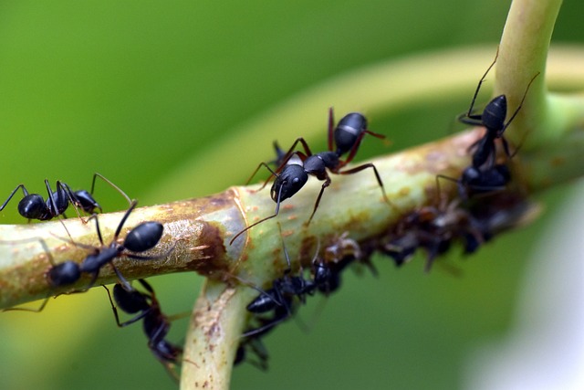 ant-640x480-43918376.jpeg
