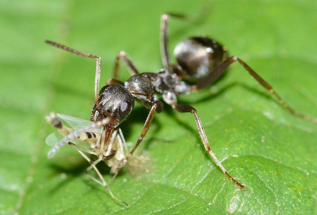 ant-640x480-48711456.jpeg