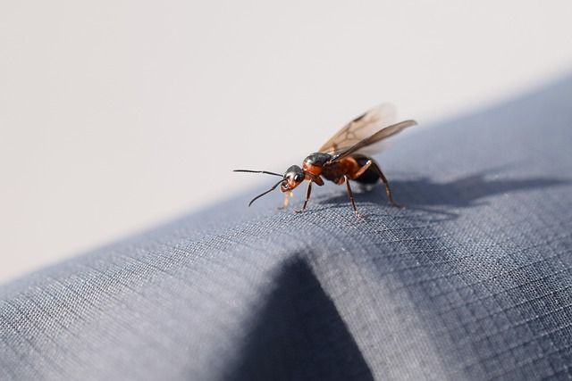ant-640x480-5479071.jpeg