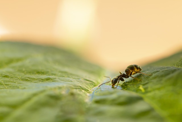 Protect Your Property: Comprehensive Guide to Perimeter Ant Treatments