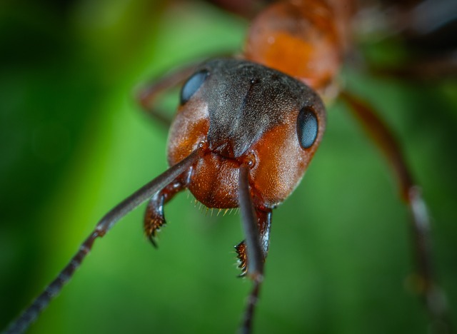 ant-640x480-8745795.jpeg