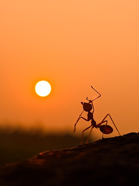 ant-640x480-87772578.jpeg