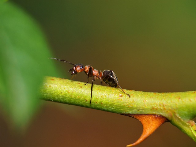 ant-640x480-91758256.jpeg