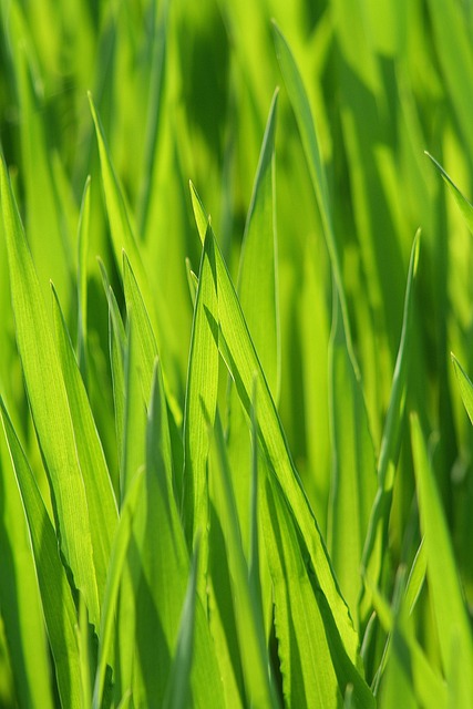 artificial grass