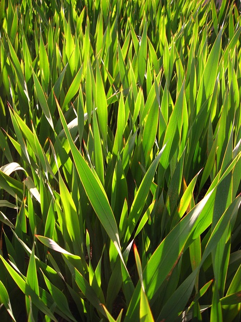 artificial grass, turf