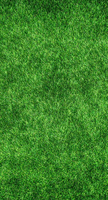 artificial-grass-turf-640x480-2601294.jpeg