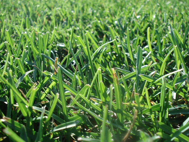 artificial grass, turf