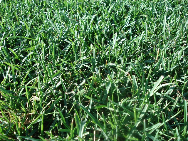 artificial grass, turf
