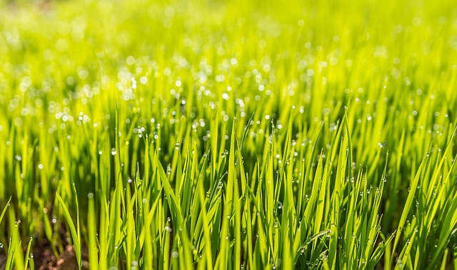 artificial grass, turf