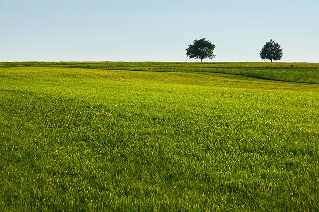 artificial grass, turf