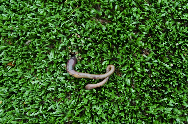 artificial grass, turf