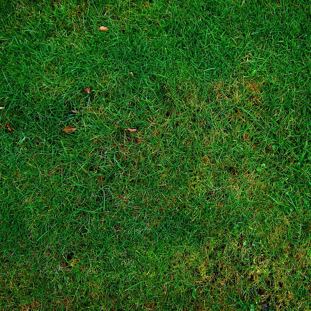 artificial-grass-turf-640x480-7711478.jpeg