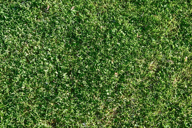 artificial grass, turf