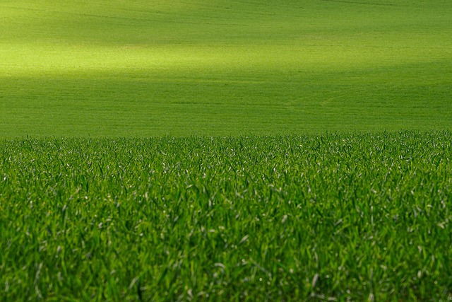 artificial grass, turf