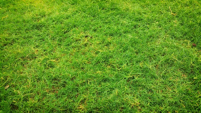 artificial grass, turf