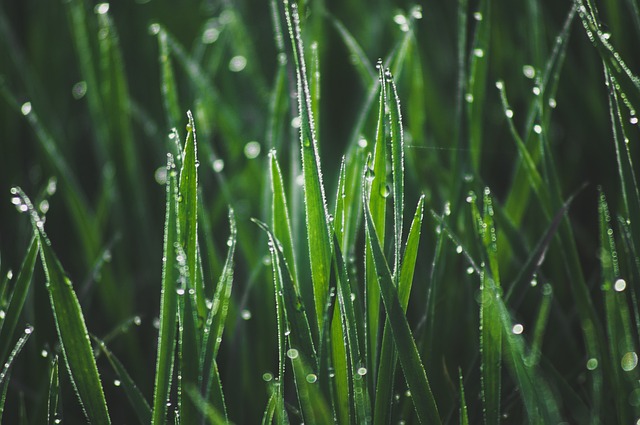 artificial grass, turf