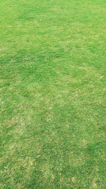 artificial grass, turf