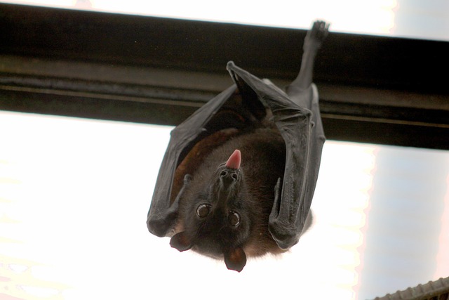 bat-640x480-58388734.jpeg