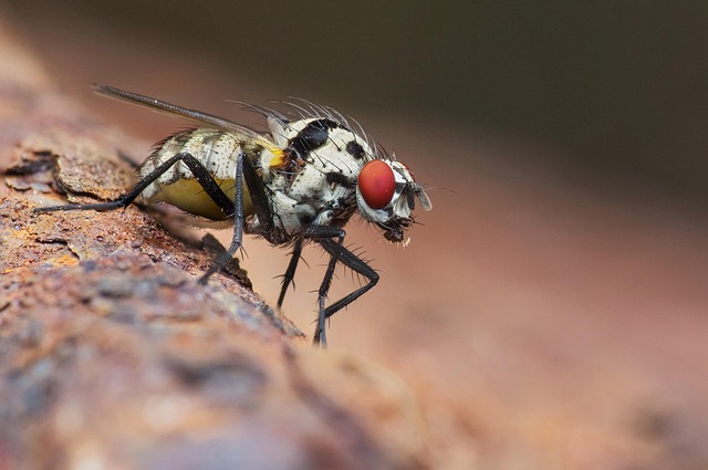 bed-bug-640x480-15277398.jpeg