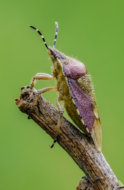 bed-bug-640x480-19801168.jpeg