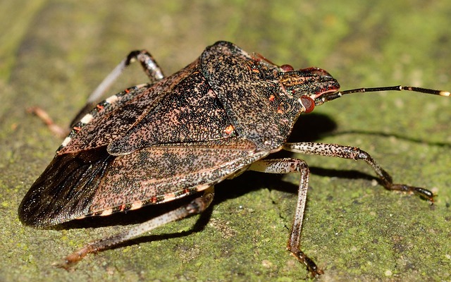 bed-bug-640x480-3098347.jpeg