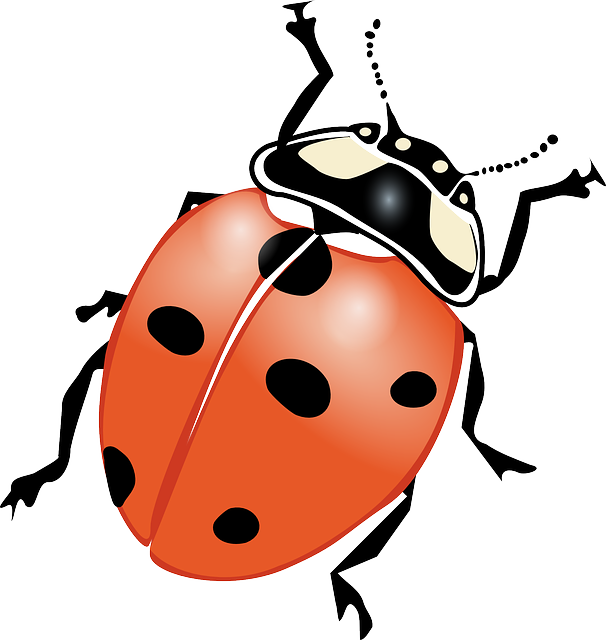 bed-bug-640x480-50704347.png