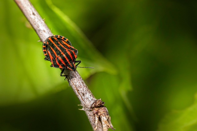bed-bug-640x480-74494508.jpeg