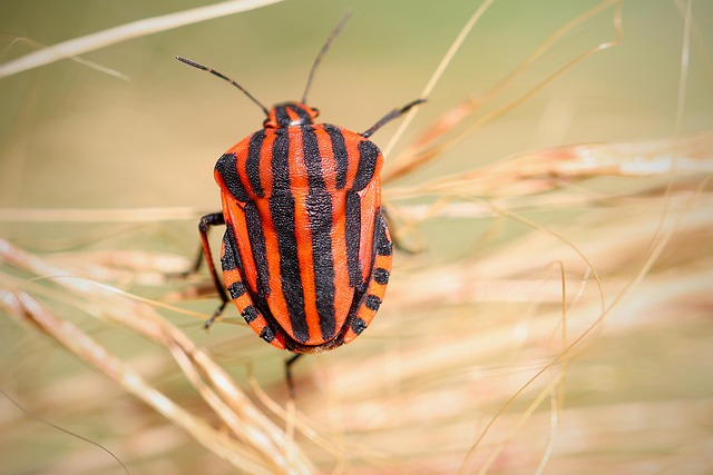 bed-bug-640x480-88623969.jpeg