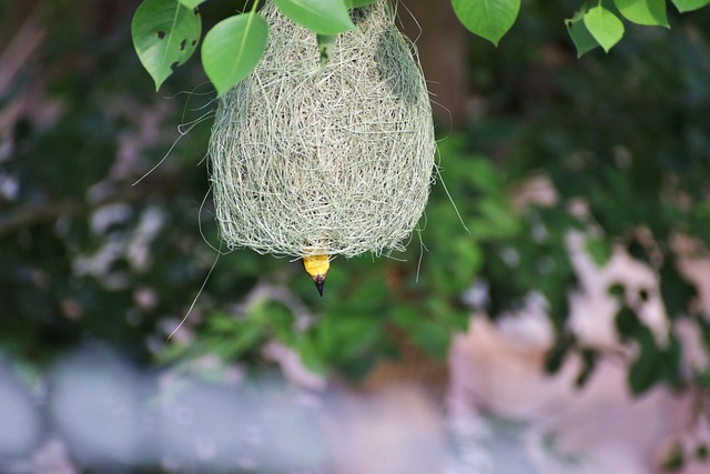bird-bird-nest-nest-640x480-1213953.jpeg